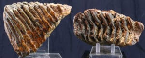 Molaire fossilisée de mammouth
