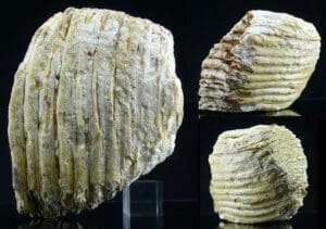 Pléistocène - Dent / Molaire de mammouth fossilisée - 50000 / 15000 ans