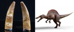 Crétacé, Cénomanien - Dent fossile de Spinosaurus aegyptiacus - 100 / 93 millions d'années