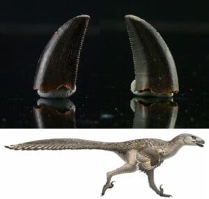 Jurassique, Crétacé - Griffe fossile de Dromaeosaurus (Raptor) - 165 / 66 millions d'années