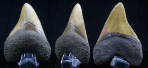 Miocène - Dent de Carcharodon Mégalodon - 23 / 2.5 millions d'années