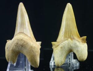 Eocène, Bartonien - Dent de Otodus sokolovi - 47 / 28 millions d'années