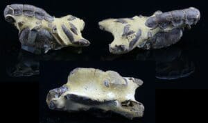 Holocène - Fossile de Thalassina anormale - 12000 ans