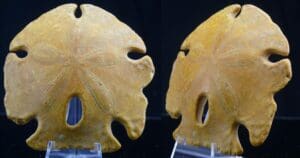 Néogène, Pliocène - Fossile d'Encope - 5.3 / 2.6 millions d'années