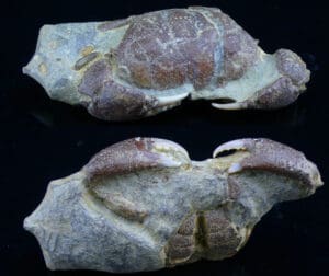 Langhien au Quaternaire - Fossile de Galène bispinosa - 16 / 2.5 millions d'années