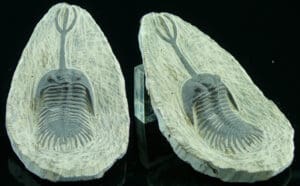 Dévonien - Trilobite - Fossile de Walliserops trifurcatus - 416 / 359 millions d'années