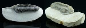 Dévonien - Trilobite - Fossile de Phacops corconspectans - 416 / 359 millions d'années