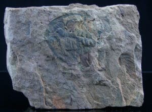 Cambrien - Trilobite - Fossile de Paradoxides brachyrhachis - 524 / 501 millions d'années