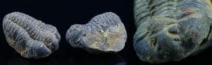 Ordovicien - Trilobite - Fossile d'Illaenus giganteus - 488 / 444 millions d'années