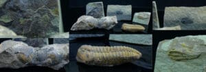 Cambrien, dévonien - Lot de 5 trilobites - 524 / 359 millions d'années