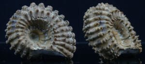 Crétacé, Albien - Ammonites - Fossile de Douvilleiceras - 113 / 100 milions d'années