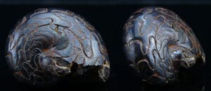 Dévonien au Permien - Ammonites - Fossile de Goniatite - 420 / 251 milions d'années