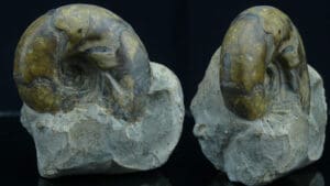 Jurassique, Oxfordien - Ammonites - Fossile de Sowerbyceras tortisulcatum - 163 / 157 milions d'années