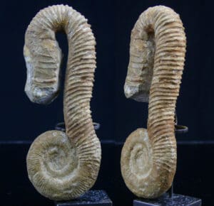 Crétacé, Barrémien - Ammonites - Fossile de Macroscaphites - 129 / 124 milions d'années