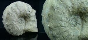 Mézozoïque, Trias - Ammonites - Fossile de Ceratites nodosus - 252 / 201 milions d'années