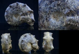 Crétacé, Turonien - Ammonites - Fossile de Mammite nodosoide - 94 / 90 milions d'années