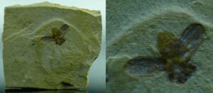 Eocène - Fossile de mouche - 56 / 48 millions d'années