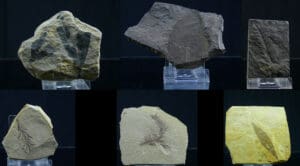 Paléozoïque, Permien - Lot de 6 plaques fossiles de végétaux - 299 / 252 millions d'années