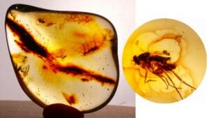 Baltique - Bloc d'ambre avec inclusion d'insectes - 40 millions d'année