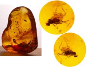 Baltique - Bloc d'ambre avec inclusion d'insectes - 40 millions d'année