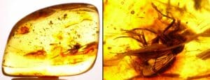Baltique - Bloc d'ambre avec inclusion d'insectes - 40 millions d'année