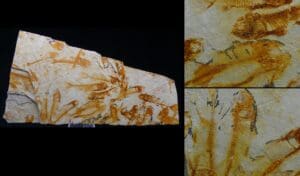 Fin du Jurassic / Début du Crétacé - Fossile de Lycoptera - 150 / 140 millions d'années