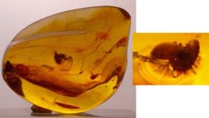 Baltique - Bloc d'ambre avec inclusion d'insectes - 40 millions d'année