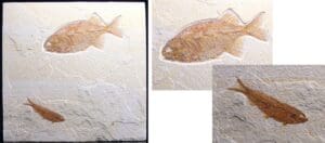 Eocène - Fossile de poisson - 56 à 34 millions d'années