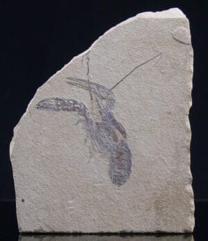 Eocène - Fossile de crevette - 56 à 34 millions d'années