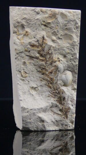 Eocène - Fossile de feuille - 56 à 34 millions d'années