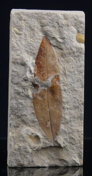 Eocène - Fossile de feuille - 56 à 34 millions d'années
