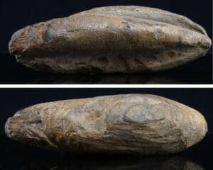 Eocène - Fossile de poisson - 56 à 34 millions d'années