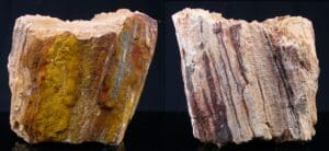 Bois fossile