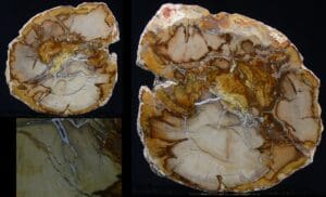 Bois fossilisé