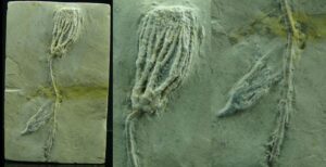 Carbonifère inférieur, Mississipien - Fossile complet de Crinoidea - 359 / 323 millions d'années