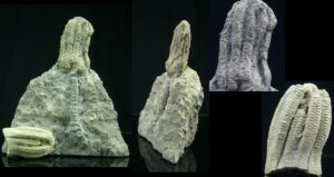 Carbonifère inférieur, Mississipien - Fossile complet de Crinoidea - 359 / 323 millions d'années
