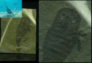 Silurien supérieur, Carbonifère - Fossile complet d'Eurypterus remipes - 443 / 314 millions d'années