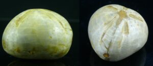 Crétacé inférieur, Albien - Fossile d'Hemiaster batnensis - 113 / 100 millions d'années