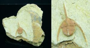Ordovicien, Silurien - Trilobite - Fossile de Ampyx cetsarum - 501 / 416 millions d'années