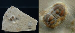 Cambrien - Trilobite - Fossile de Peronopsis interstricta - 524 / 501 millions d'années