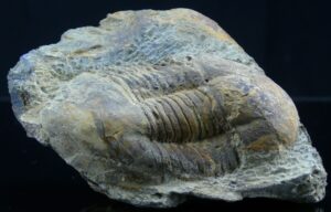 Ordovicien - Trilobite - Fossile de Ectillaenus giganteus - 488 / 444 millions d'années