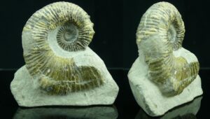 Crétacé, Aptien - Ammonites - Fossile d'Australiceras - 120 / 113 milions d'années