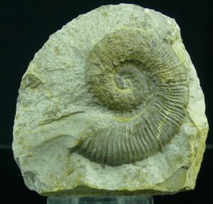 Crétacé, Hauterivien - Ammonites - Fossile de Criocératites - 133 / 129 milions d'années
