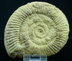 Jurassique, Bajocien - Ammonites - Fossile de Parkinsonia - 171 / 168 milions d'années
