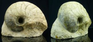 Mézozoïque, Trias - Mollusque - Fossile de Cenoceras - 252 / 201 milions d'années