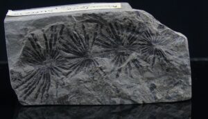 Carbonifère, Stéphanien - Fossile d'Annularia stellata - 305 / 300 millions d'années.