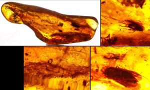 Baltique - Bloc d'ambre avec inclusion d'insectes - 40 millions d'année