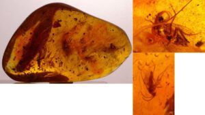 Baltique - Bloc d'ambre avec inclusion d'insectes - 40 millions d'année