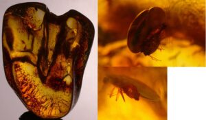 Baltique - Bloc d'ambre avec inclusion d'insectes - 40 millions d'année