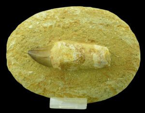 Crétacé, Campanien - Dent fossile de Mosasaurus - 80 / 60 millions d’années